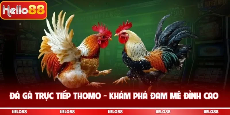 đá gà trực tiếp thomo