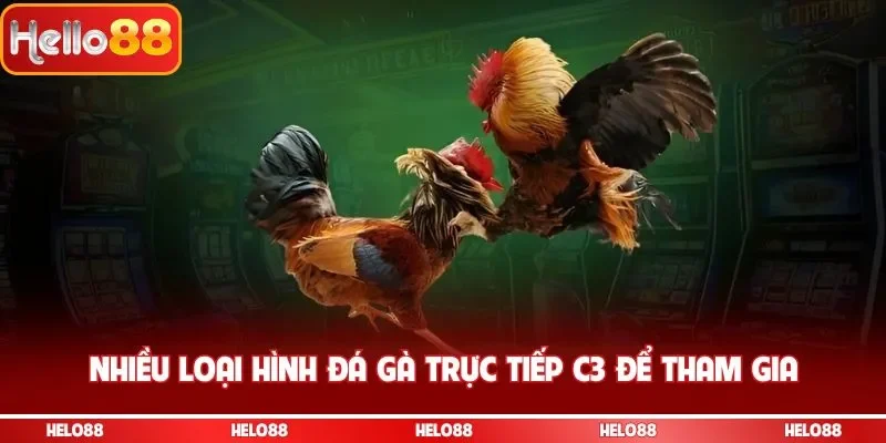 Nhiều loại hình đá gà trực tiếp C3 để tham gia