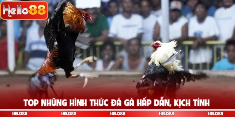 Top những hình thức đá gà hấp dẫn, kịch tính