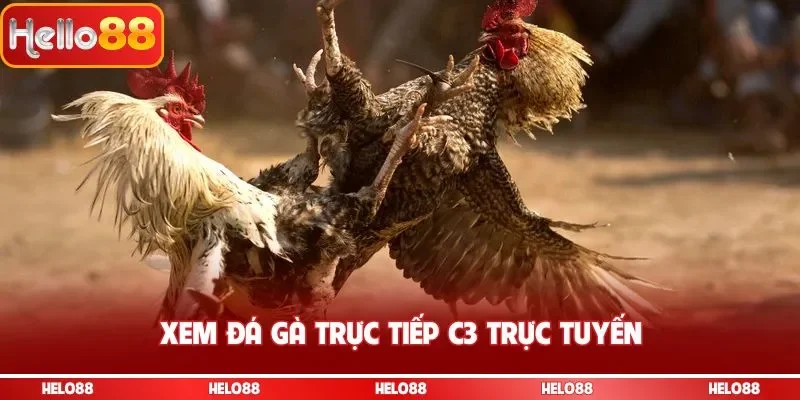 Xem đá gà trực tiếp C3 trực tuyến
